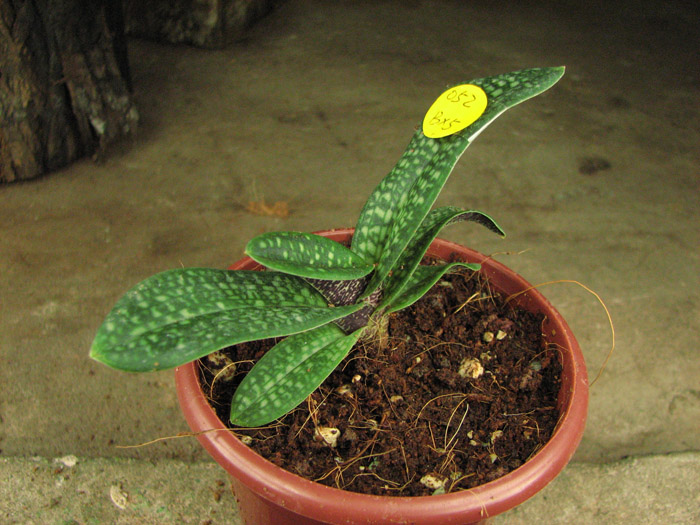 Paphiopedilum micranthum.jpg