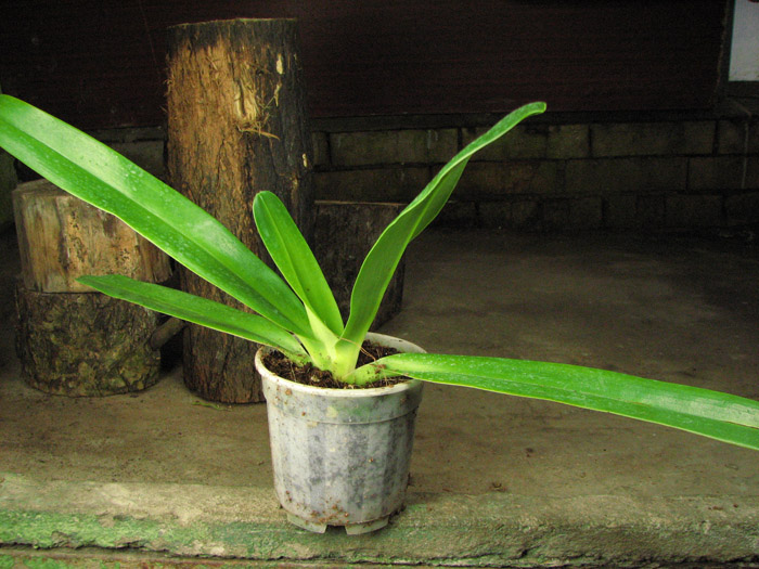Paphiopedilum stonei x rothschildianum.jpg