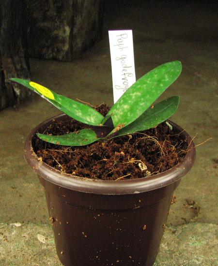 Paphiopedilum godefroyae f leucochilum.jpg