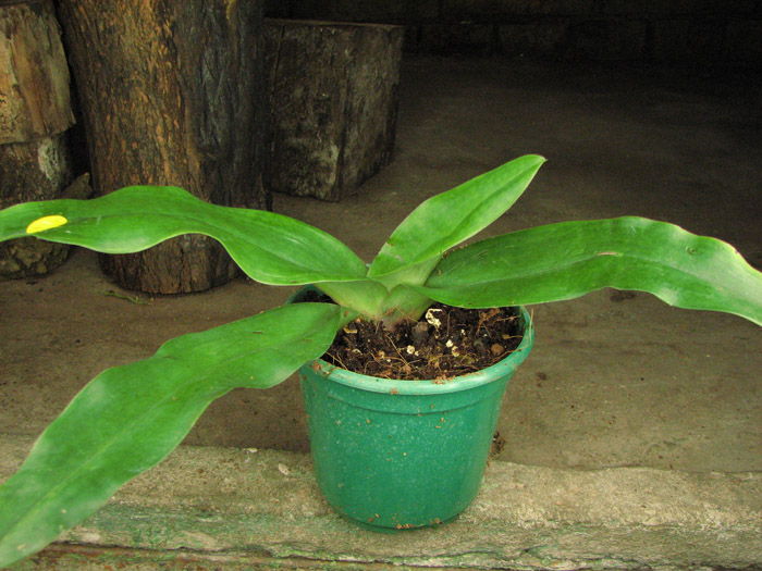 Paphiopedilum Hung Sheng Knight (moquetteanum x hangianum).jpg
