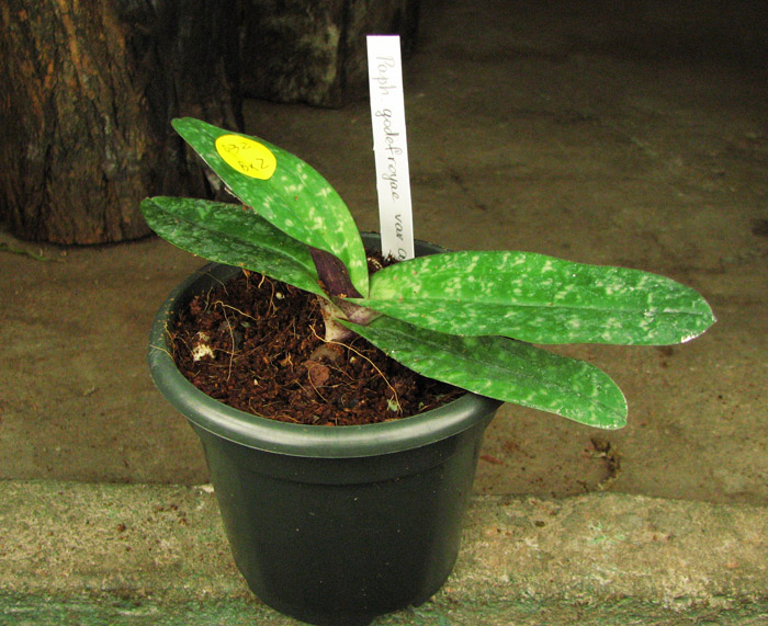 Paphiopedilum godefroyae var angthong.jpg
