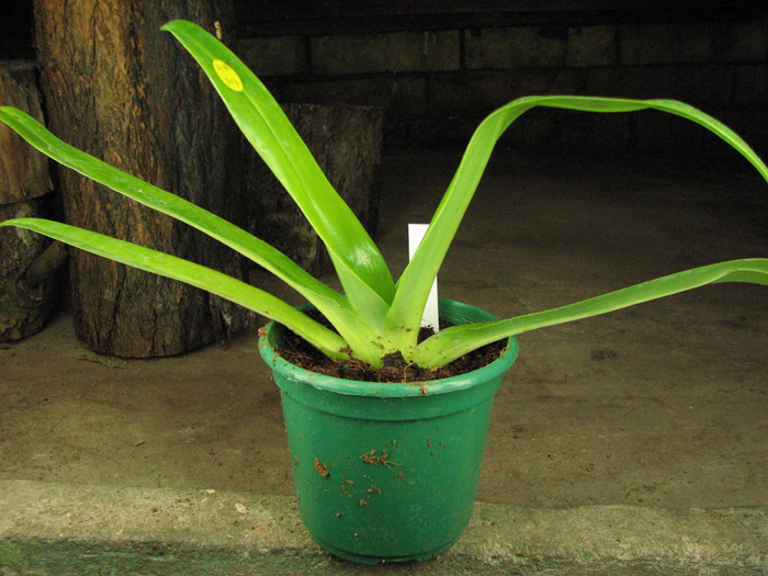 Paphiopedilum Lady Isabel x sanderianum.jpg