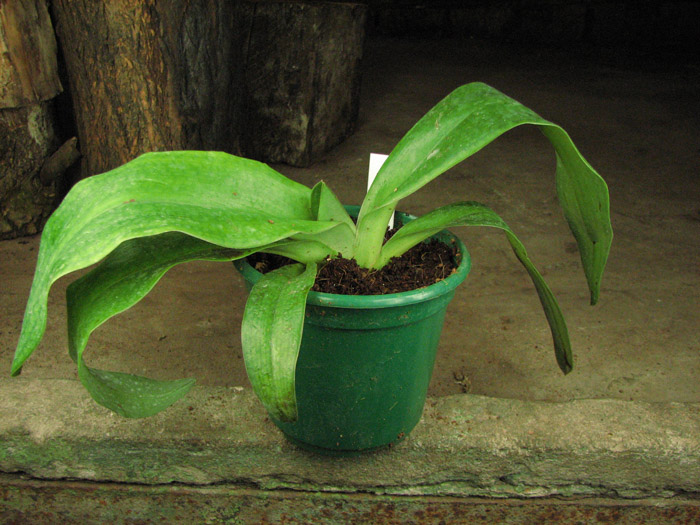 Paphiopedilum moquetteanum x anitum.jpg