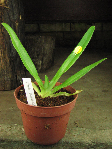 Paphiopedilum supardii.jpg