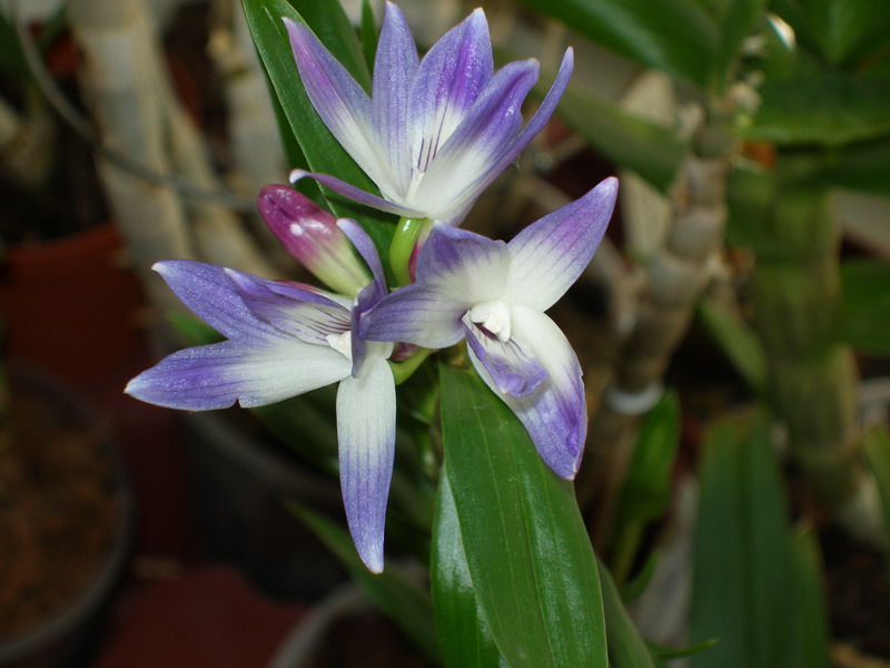 Dendrobium_victoria-reginae_Schwerter_01_100412.jpg