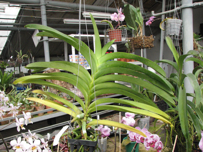 Vanda Sumon Spot x Vanda Srakaew.jpg