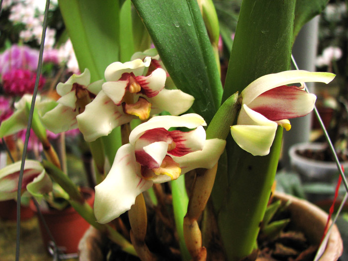 Maxillaria irrorata.jpg