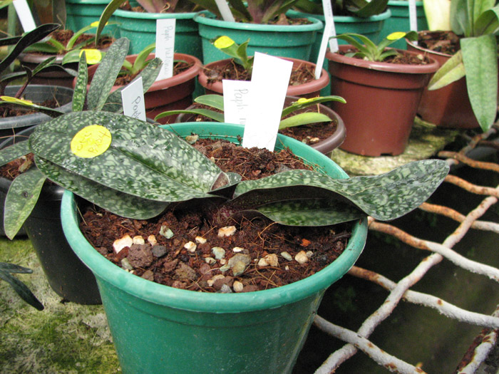 Paphiopedilum niveum.jpg