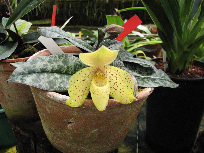 Paphiopedilum concolor.jpg