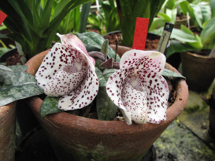 Paphiopedilum bellatulum.jpg