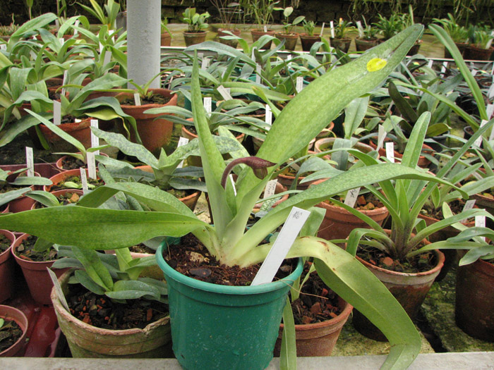 Paphiopedilum Delrosi (delenatii x rothschildianum).jpg