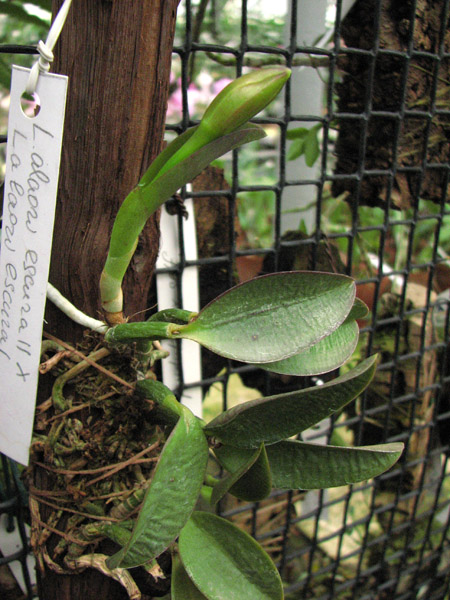 Laelia alaori escura II x Laelia alaori escura I.jpg