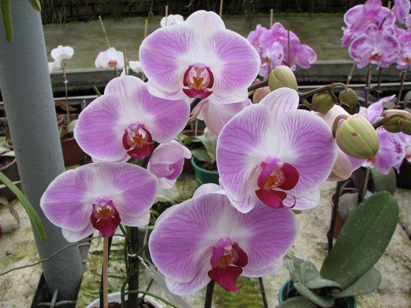 Doritaenopsis Tiny Honey.jpg