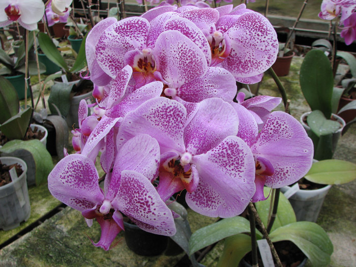 Doritaenopsis Lianher Beauty 'M-1'.jpg
