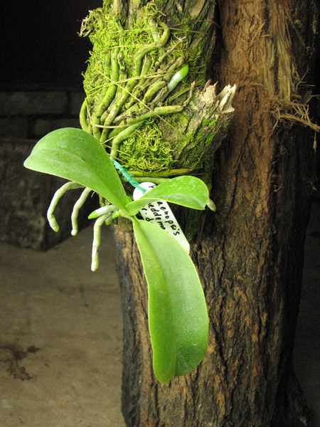 Phalaenopsis lueddemanniana var deltonii.jpg