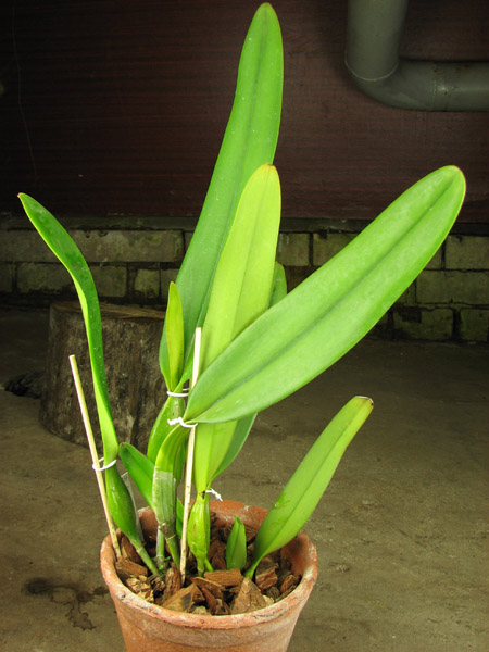 Laeliocattleya Canhamiana coerulea 'Azure Skies'.jpg