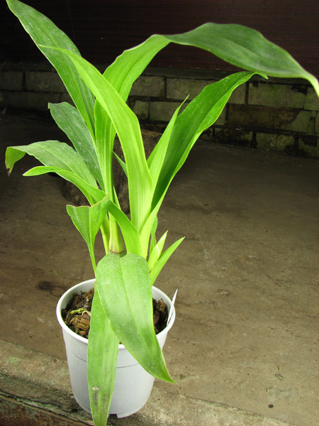 Zygopetalum hybrid 'Green'.jpg