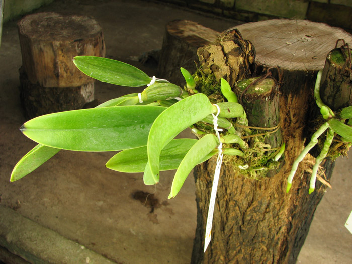 Laelia jongheana alba (Z-88) x Laelia jongheana suavissima.jpg