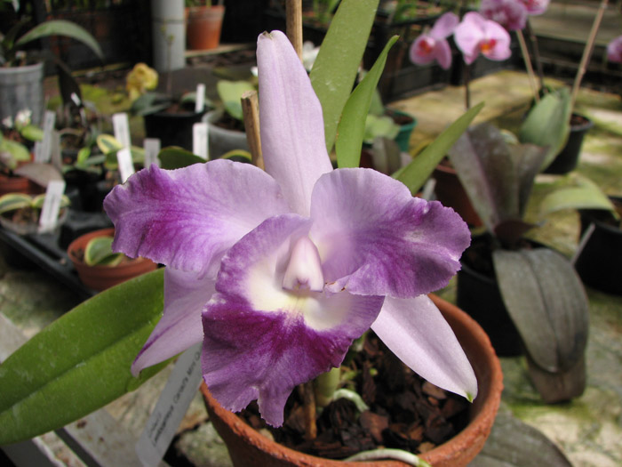 Lc Cariad's Mini Quinee.jpg