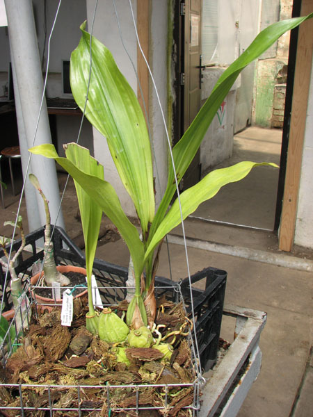 Aciopea Gunter Gerlach.jpg