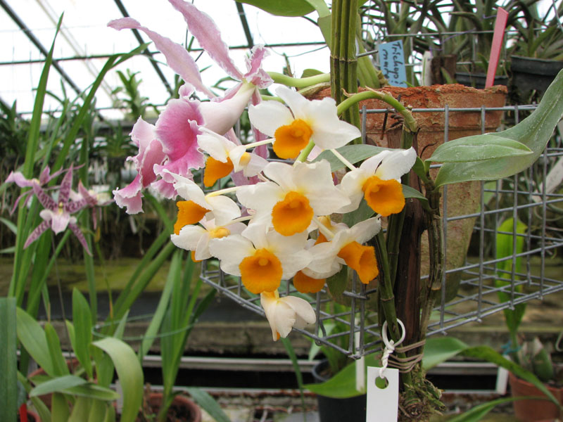 Dendrobium thyrsiflorum.jpg