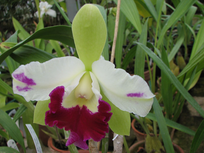 Epilaeliocattleya Mae Bly 'Ching Hua Splash' (Epidendrum mariae x Laeliocattleya Ann Follis).jpg