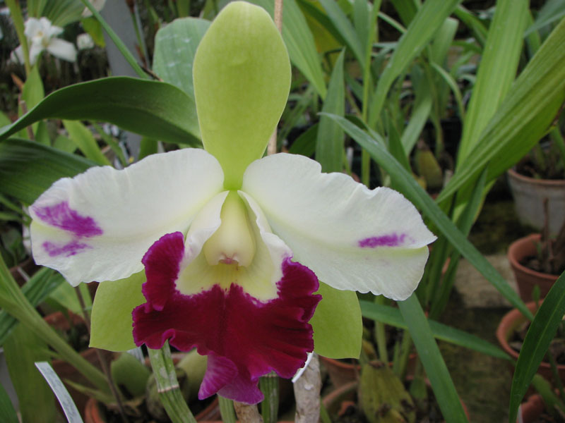 Epilaeliocattleya Mae Bly 'Ching Hua Splash' (Epidendrum mariae x Laeliocattleya Ann Follis).jpg