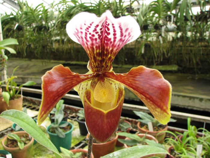 Paphiopedilum complex hybrid.jpg