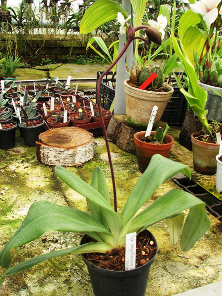 Paphiopedilum moquetteanum x anitum.jpg