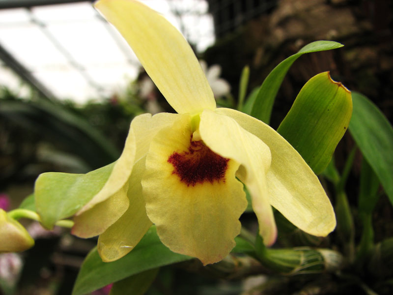 Dendrobium moniliforme Hoshibu.jpg