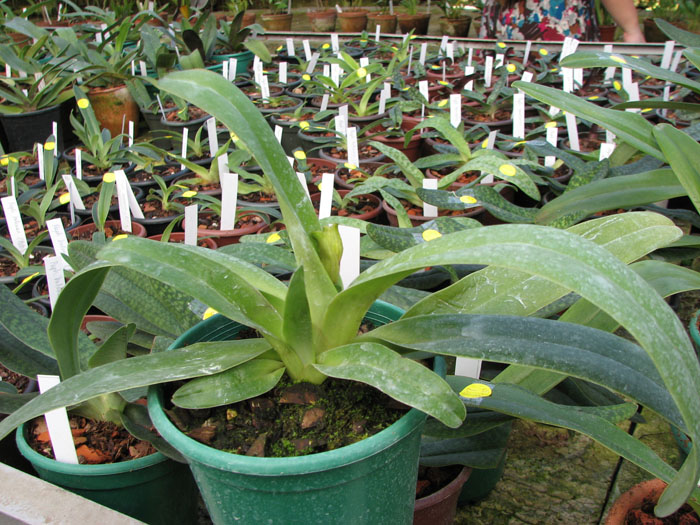 Paphiopedilum philippinense var roebelenii.jpg