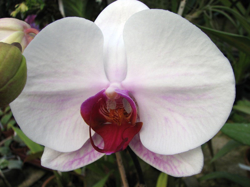 Doritaenopsis (Hsinying Mount 'BD' x Hsinying Downtown).jpg