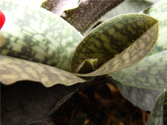 Фото орхидеи Paphiopedilum malipoence