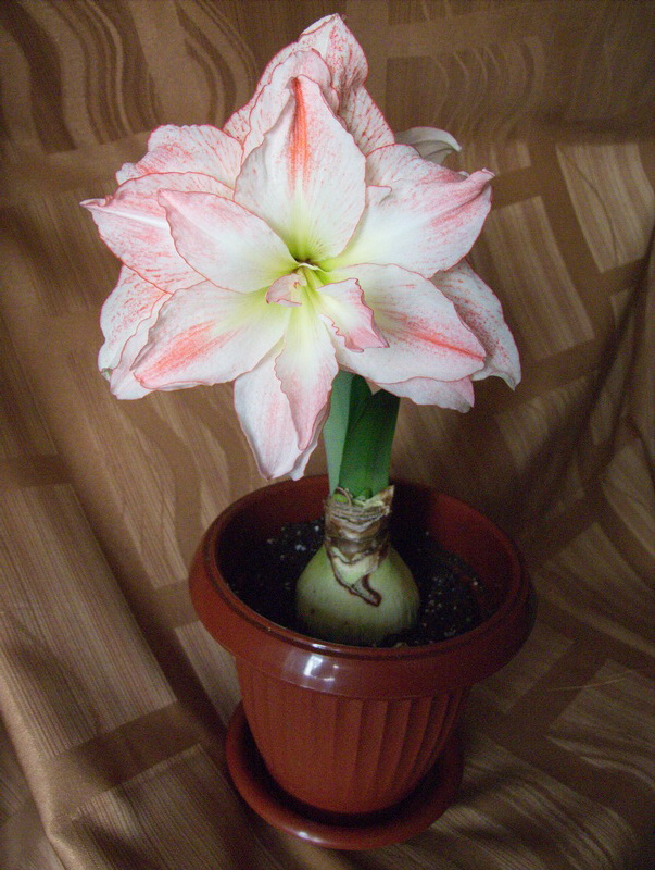 DSCF4740.jpg