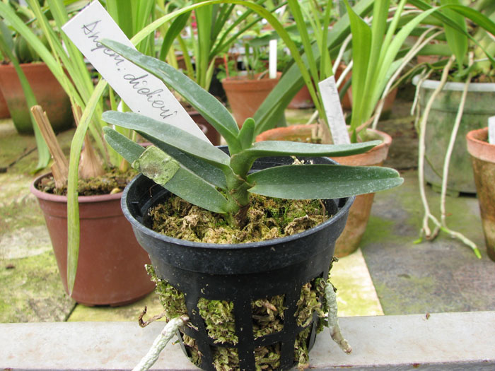 Angraecum didieri.jpg