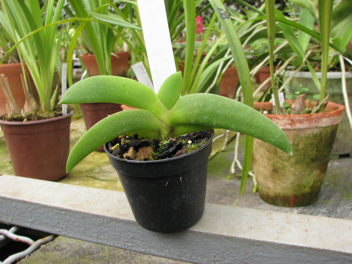 Angraecum leonis.jpg