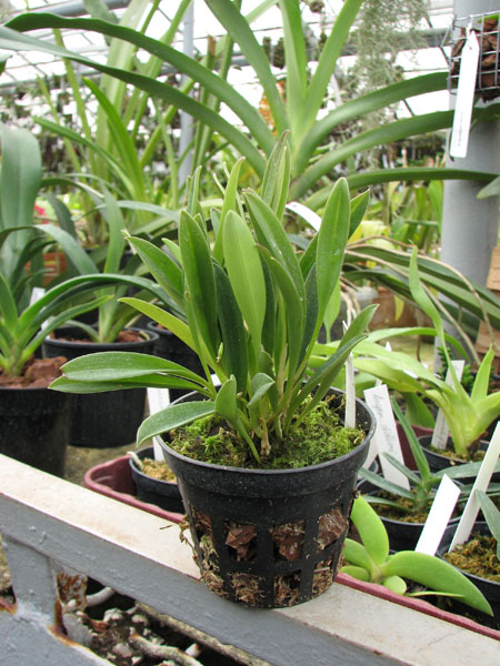 Masdevallia caloptera.jpg