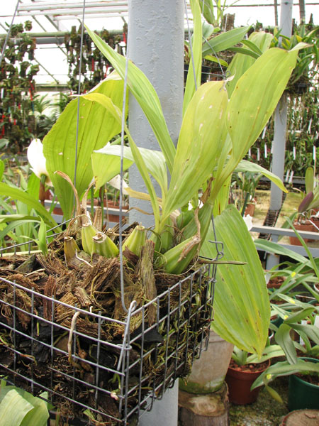 Gongora catilligera.jpg