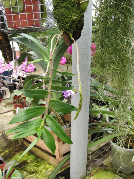 Dendrobium victoriae reginae.jpg