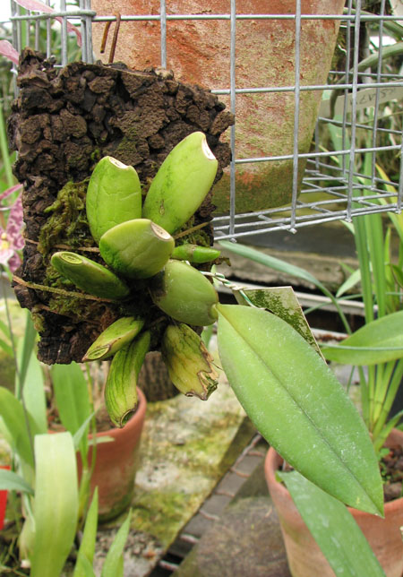 Trichopilia tortillis.jpg