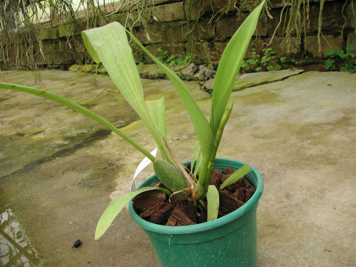 Zygopetalum 'Rhein Blue Angel'.jpg