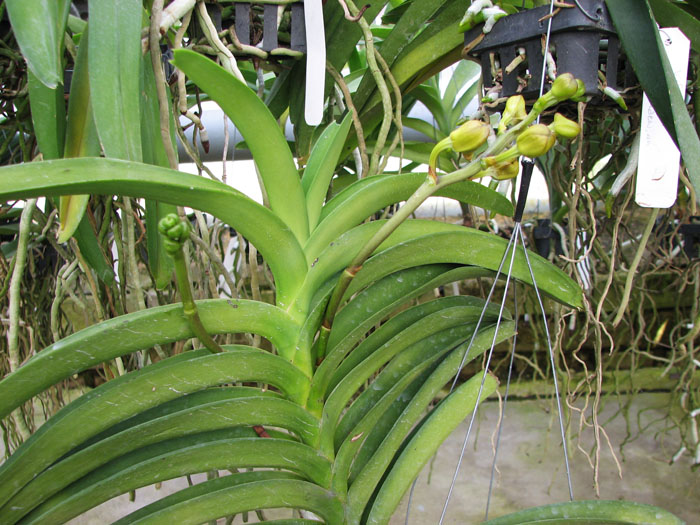 Vanda Kultana Gold x Vanda tessellata.jpg