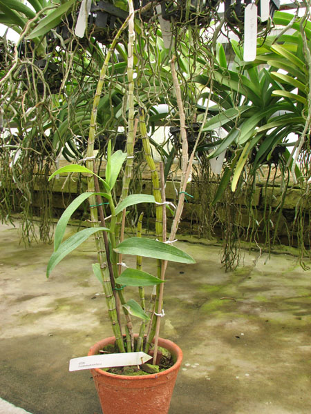 Dendrobium smillieae.jpg