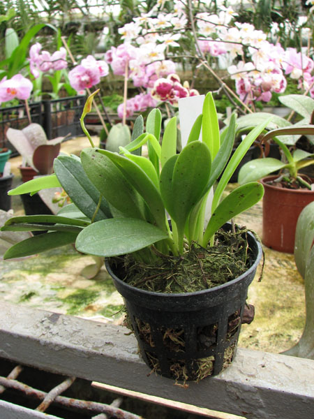 Masdevallia floribunda.jpg