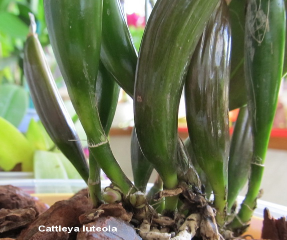 Cattleya luteola.jpg