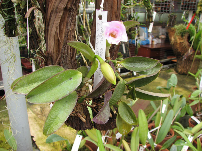 Laelia alaori escura II x Laelia alaori escura I.jpg