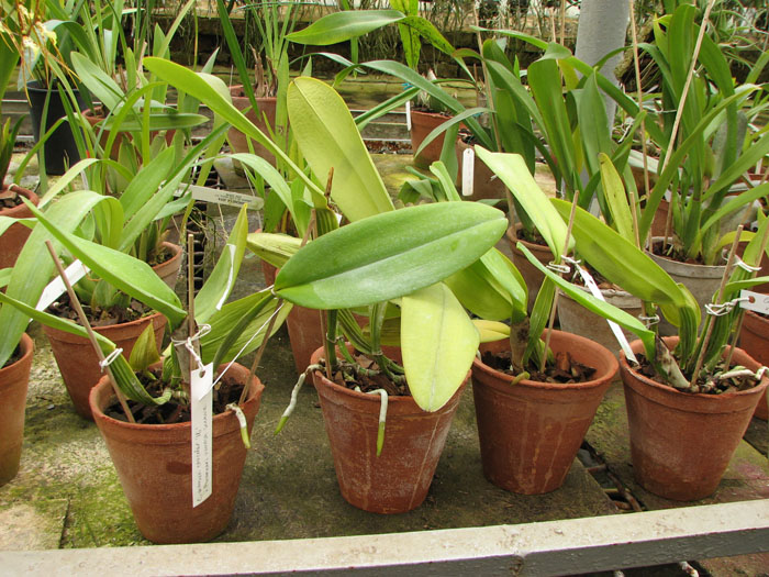 Cattleya warneri concolor 'HI' x Cattleya warneri venosa suave.jpg