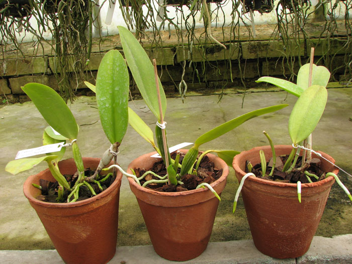 Cattleya warneri alba 'Alvinha' x Laelia praestans alba.jpg