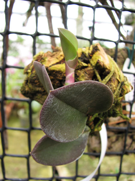 Meiracyllum trinasutum.jpg