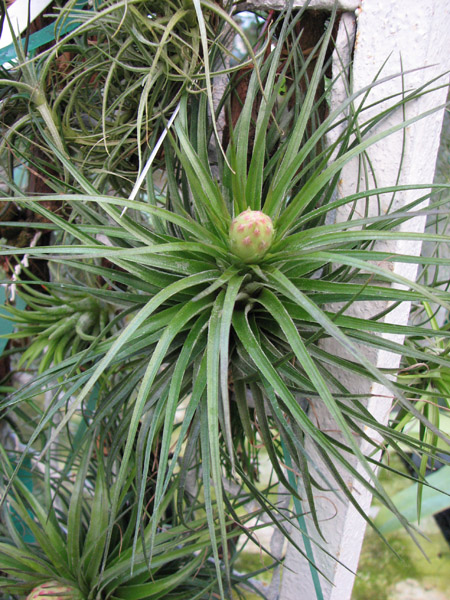 Tillandsia stricta 'Bak'.jpg
